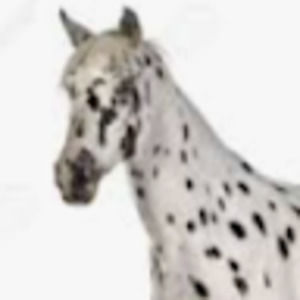 Meet your Posher, Zoie